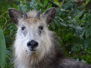 ニホンカモシカ