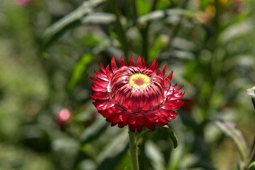 Red Everlasting flower blooming in winter.