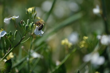 Close up of a bee in nature