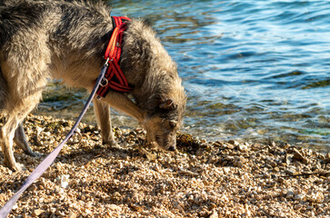 Dog on the Beach of Split