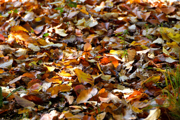autumn leaves in the forest