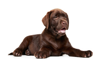 Portrait of cute dog, Labrador puppy isolated over white studio background. Beautiful brown dog