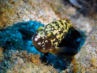 Scuba Diving and Underwater Photography Malta Gozo Comino - Wrecks Reefs Marine Life Caverns Caves History