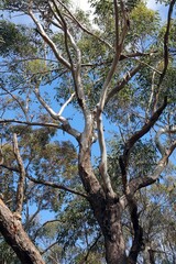 Sunlit Eucalyptus tree against blue sky, New South Wales Australia
