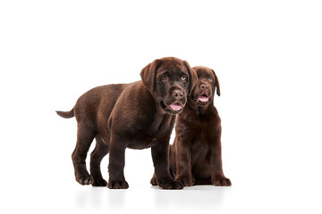 Portrait of two cute dogs, Labrador puppy isolated over white studio background. Little pet family