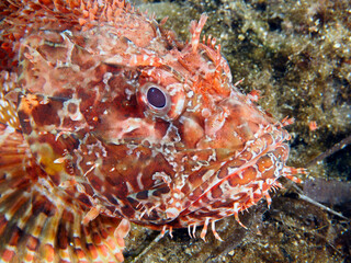 Scuba Diving and Underwater Photography Malta Gozo Comino - Wrecks Reefs Marine Life Caverns Caves History