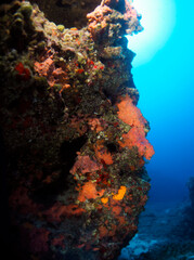 Plakat Scuba Diving and Underwater Photography Malta Gozo Comino - Wrecks Reefs Marine Life Caverns Caves History