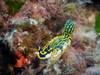 Scuba Diving and Underwater Photography Malta Gozo Comino - Wrecks Reefs Marine Life Caverns Caves History