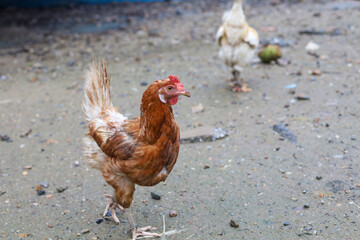 The Rhode Island red hen is stay and relax in asia farm garden