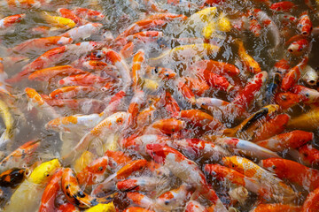 group fantasy carp fish in the water is beautiful