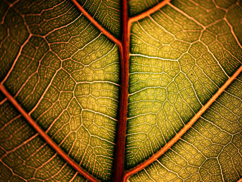 awesome pattern of Ficus Lyrata leaf - Cell Texture Background