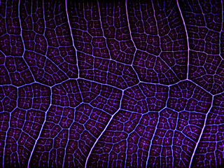awesome pattern of Ficus Lyrata leaf - Cell Texture Background