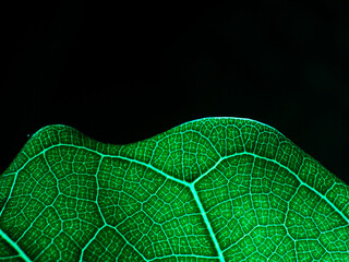 awesome pattern of Ficus Lyrata leaf - Cell Texture Background