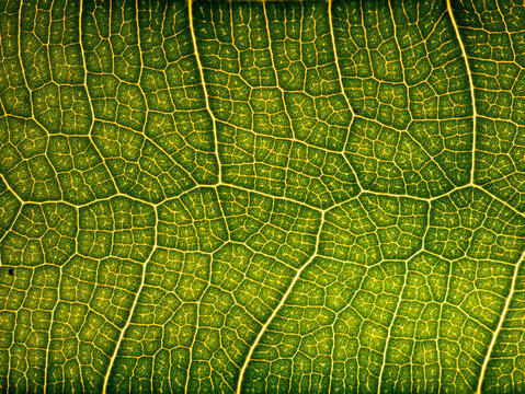 awesome pattern of Ficus Lyrata leaf - Cell Texture Background