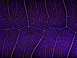 awesome pattern of Ficus Lyrata leaf - Cell Texture Background