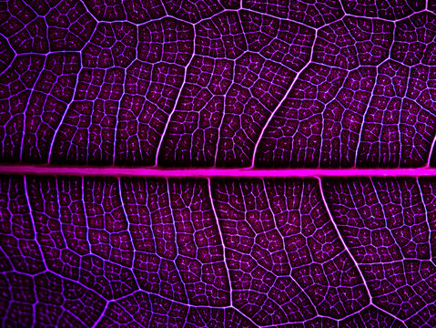 awesome pattern of Ficus Lyrata leaf - Cell Texture Background