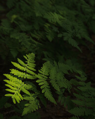 fern close-up in the forest in summer