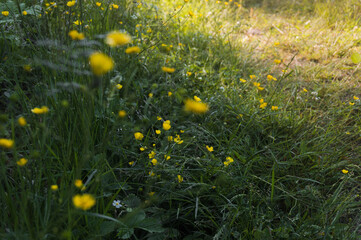 yellow flowers buttercups in the forest