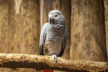 grey parrot jacko is sitting on a tree branch