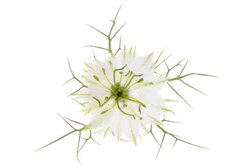 nigella flower isolated