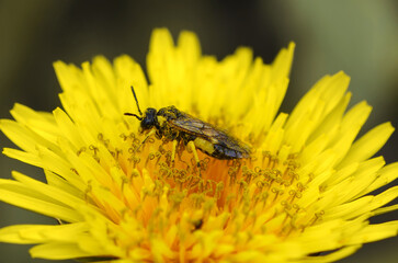 Insects are pollinators. A bee collects honey nectar from a yellow flower in a meadow.	