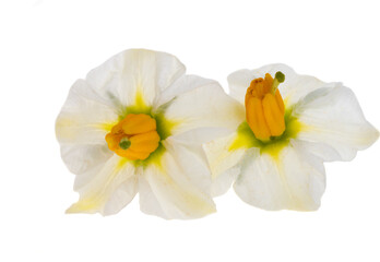 Fototapeta premium potato flowers isolated