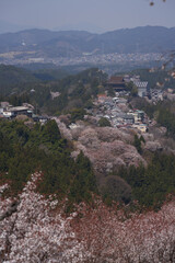 Fototapeta na wymiar Kinpusenji Temple and cherry blossoms seen from Kami senbon on Mt. Yoshino