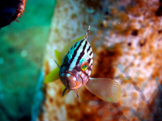 Scuba Diving and Underwater Photography Malta Gozo Comino - Wrecks Reefs Marine Life Caverns Caves History