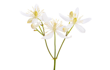 honeysuckle white isolated