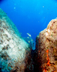 Scuba Diving and Underwater Photography Malta Gozo Comino - Wrecks Reefs Marine Life Caverns Caves History