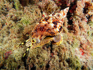 Scuba Diving and Underwater Photography Malta Gozo Comino - Wrecks Reefs Marine Life Caverns Caves History