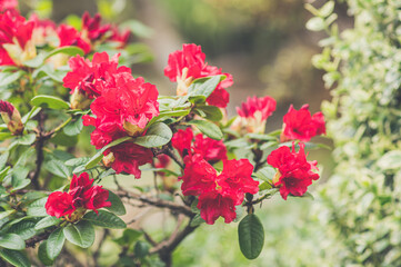 kwitnący krzew różanecznika z czerwonymi i różowymi kwiatami - obrazy, fototapety, plakaty
