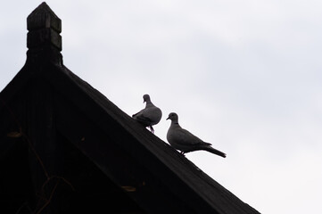 gołębie na dachu domu na wsi