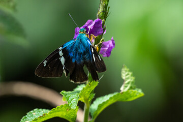 Blauer Schmetterling an einer Blume