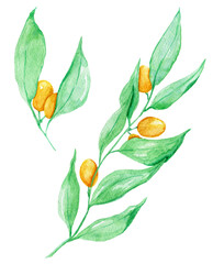 Watercolor Hand Drawn Branches with Green Leaves and Yellow Berries