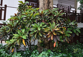 Croton trees with beautiful green, yellow, red ,brown leaves is planted under a large tree and has a Wild Betel Leafbush tree below. Scientific name: Codiaeum variegatum is an auspicious shrub.  © Vanchuree