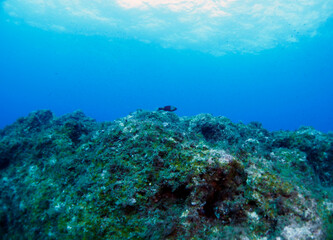 Naklejka na ściany i meble Scuba Diving and Underwater Photography Malta Gozo Comino - Wrecks Reefs Marine Life Caverns Caves History 