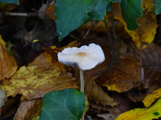 mushrooms