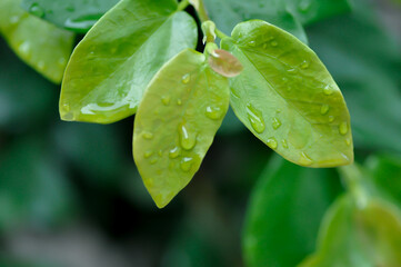 ficus pumila or climbing fig or MORACEAE and dew drop