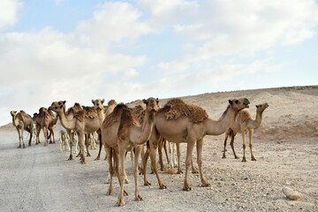 Fototapeta na wymiar Camel herd in Judaean Desert with sandy hills, Israel, Palestine.
