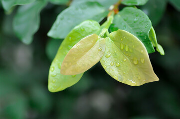 Fototapeta na wymiar ficus pumila or climbing fig or MORACEAE and dew drop