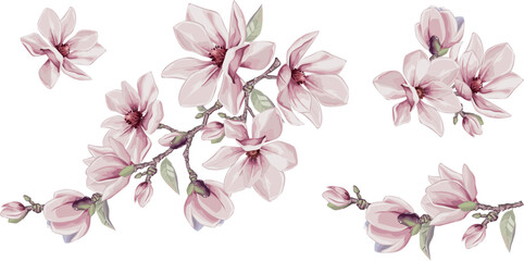 Magnolia flowers vector elements. Isolated watercolor bouquets in summer style.  Design wedding decoration
