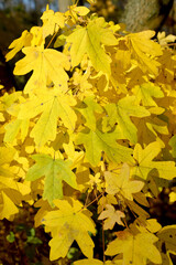 Autumn leaves of field maple (Acer campestre L.) - 543660096