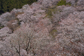 Yoshinoyama, famous for its beautiful cherry blossoms, is registered as a World Heritage Site.