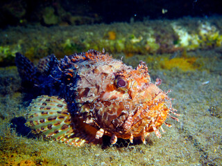 Scuba Diving and Underwater Photography Malta - Wrecks Reefs Marine Life Caverns Caves History