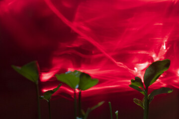 plantas y semillas © Rocío Visuals