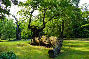 Rus oak one of the oldest tree in Poland. Dęby Rogalińskie park, Rogalin. Old tree