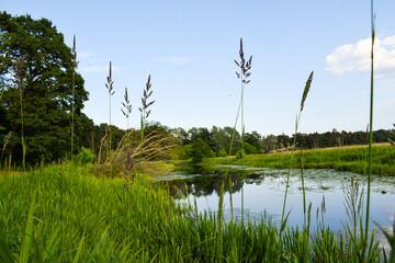Rogalin Landscape Park. Warta in Rogalin, Poland - obrazy, fototapety, plakaty