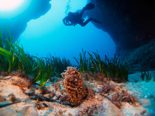 Scuba Diving and Underwater Photography Malta - Wrecks Reefs Marine Life Caverns Caves History