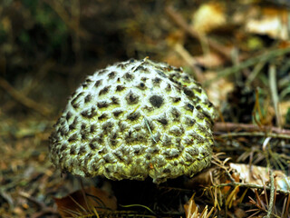 Szyszkowiec łuskowaty (Strobilomyces strobilaceus (Scop.)  to piękny grzyb który jest chroniony